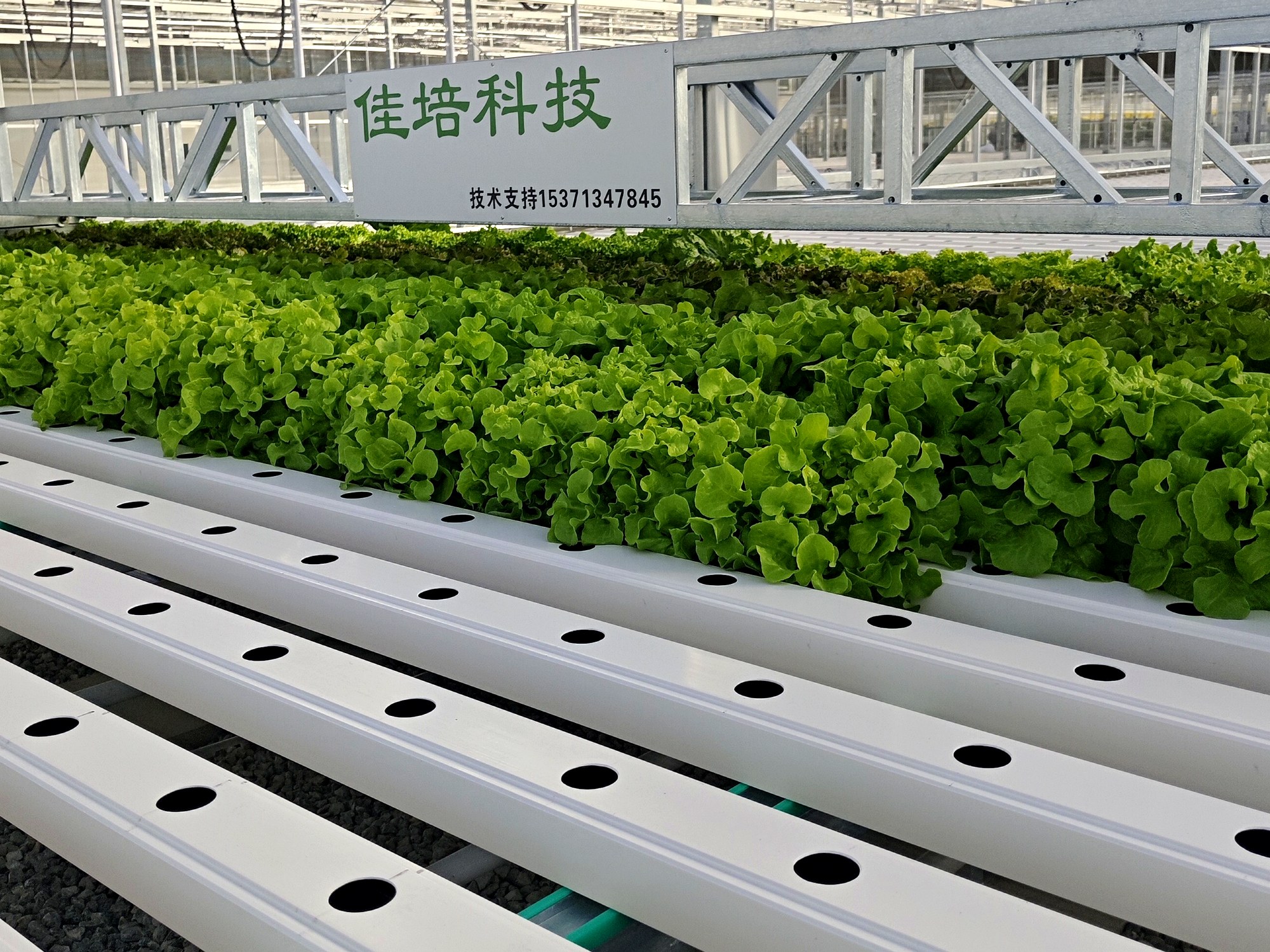 可移动管道栽培架 · 自动化管道流转·高密度叶菜